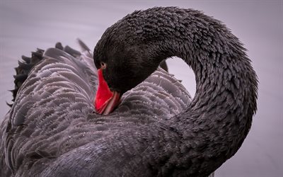 cisne negro, lago, belo p&#225;ssaro preto, a vida selvagem, aves, cisnes