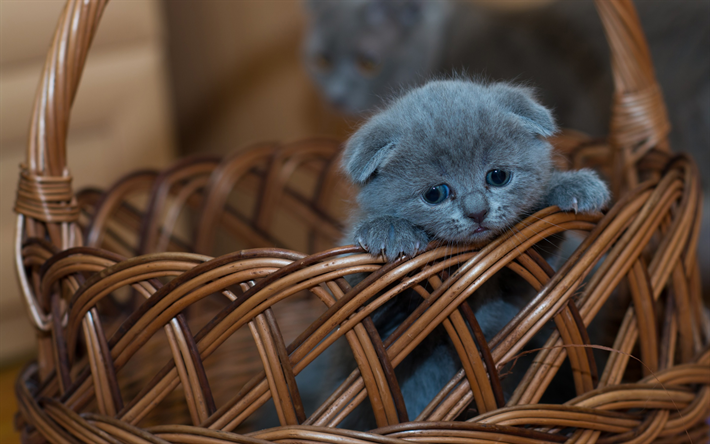 cinza gatinho, Scottish Fold gato, animais fofos, gatos, cesta de