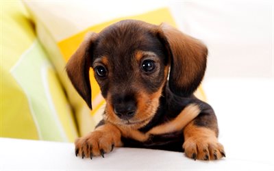 dachshund, c&#227;o bonito, filhote de cachorro, animais fofos, cachorros