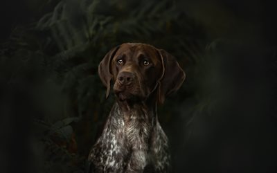 German Shorthaired Pointer, Kurzhaar, brown dog, spotted dog, pets, dogs, Vorstehhund