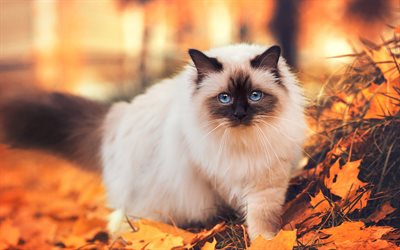 Siamese Cat, autumn, pets, close-up, cute animals, cats, Siamese