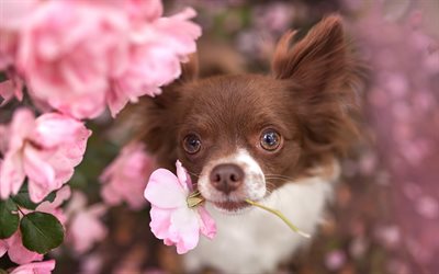 Chihuahua, pink flowers, dogs, close-up, cute animals, brown chihuahua, pets, Chihuahua Dog