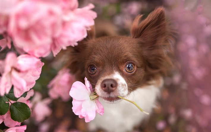 Chihuahua, des fleurs roses, des chiens, des gros, des animaux mignons, brun chihuahua, animaux de compagnie, Chien Chihuahua