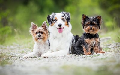 Yorkshire terriers, Australian Shepherd, friends, dogs, pets, friendship concepts