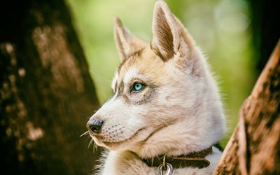Husky Dog, blue eyes, cute animals, puppy, small husky, forest, pets, Siberian Husky, dogs, Husky