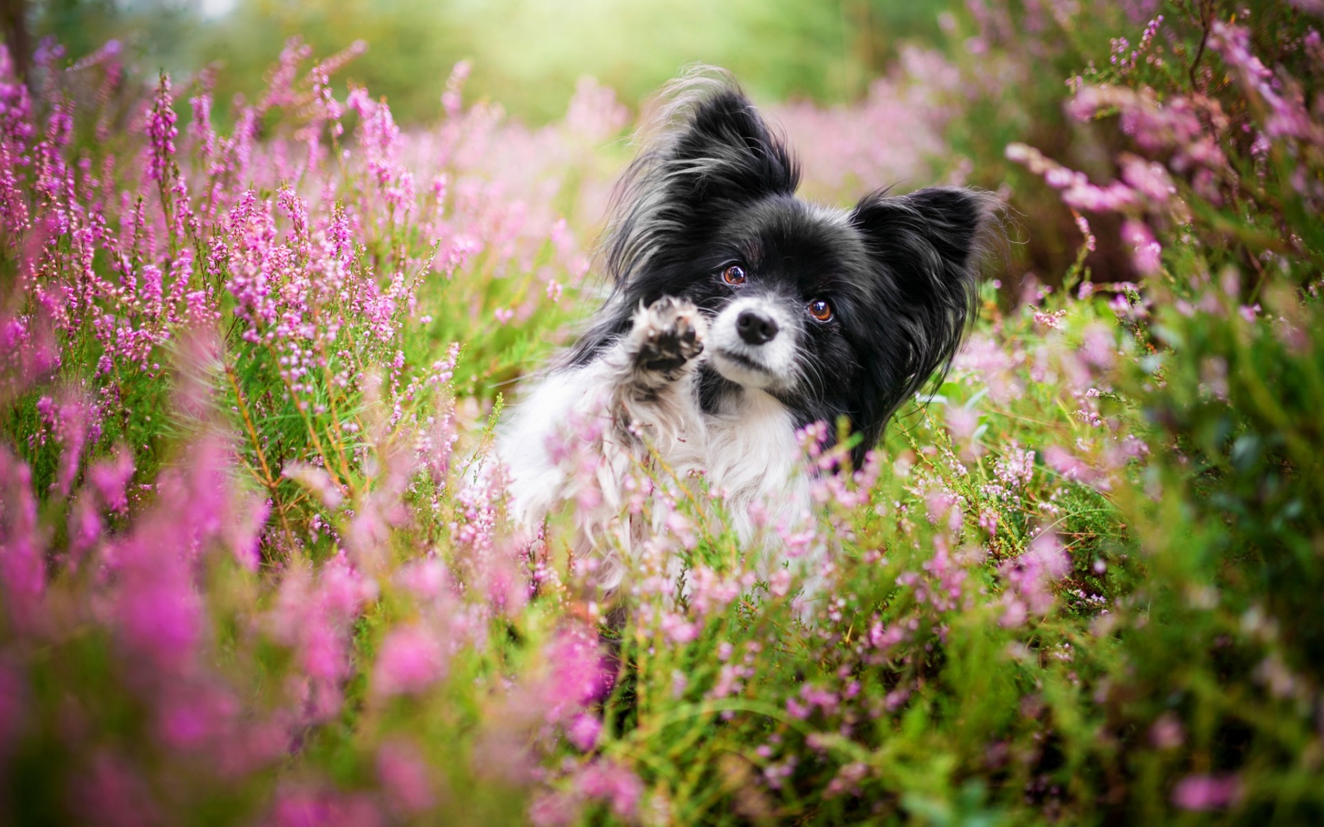 ダウンロード画像 犬パピヨン 小型白黒犬 ペット 野生の花 かわいい動物たち 犬 大陸ャパニエル 画面の解像度 19x10 壁紙デスクトップ上