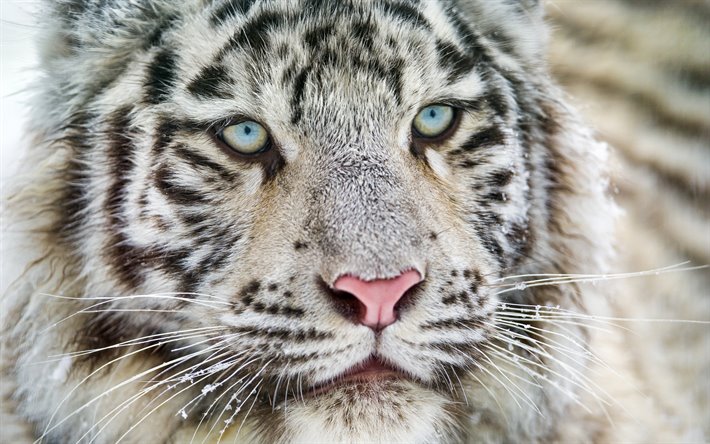 white tiger, blue eyes, tigre du Bengale, predator, du tigre, de la faune, dangerous animals
