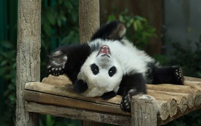 lying small panda, grassland, cute animals, Ailuropoda melanoleuca, zoo, lying panda, funny animals, panda