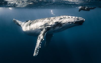 whale, underwater world, ocean, big whale, whale underwater