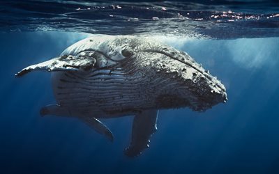 Humpback whale, 4k, underwater world, sea, Megaptera novaeangliae, whale underwater, whales