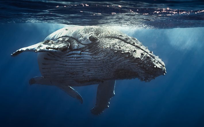 Ballena jorobada, 4k, mundo submarino, mar, Megaptera novaeangliae, ballena bajo el agua, ballenas