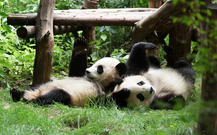 dois pandas, zool&#243;gico, animais fofos, animais engra&#231;ados, Ailuropoda melanoleuca, pandas deitados, panda