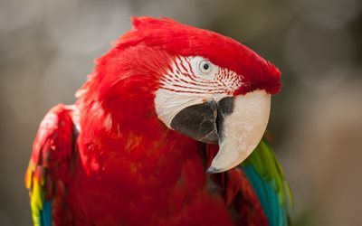 verde guacamayo rojo, hermoso parrot, aves, loros