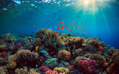 mondo subacqueo, corallo, barriera corallina, pesci, coralli, paesaggio subacqueo, oceano