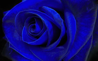 blue rose, bl&#229; blomma, rosebud, makro