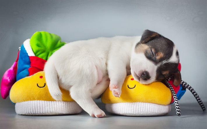 小型犬, 子犬, かわいい動物たち, 寝犬, ペット, スリッパ, 犬の年間概念