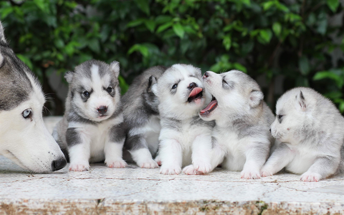 4k, Alaskan Malamute, family, puppies, Canis lupus familiaris, dogs, cute animals