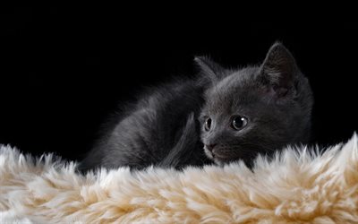 little gray kitten, cute animals, fluffy kitten, little cat, british shorthair, cats