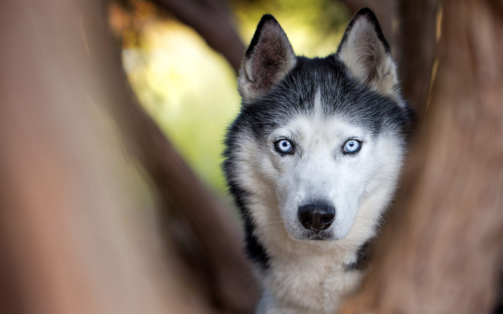 Husky, olhos azuis, animais de estima&#231;&#227;o, c&#227;es de grande porte, animais fofos, floresta, madeira, desfoque
