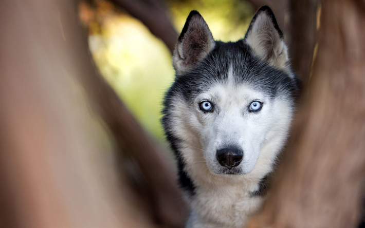 Husky, siniset silm&#228;t, lemmikit, isot koirat, s&#246;p&#246;j&#228; el&#228;imi&#228;, mets&#228;, puu, blur