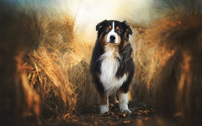 Bernese Mountain Dog, gramado, animais de estima&#231;&#227;o, mountain dog, HDR, ver&#227;o, cachorros, bokeh, animais fofos, Bernese Mountain Dog C&#227;o