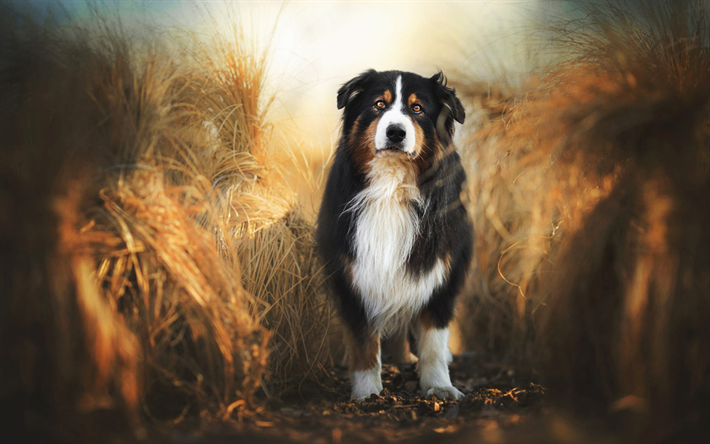 Bernese山犬, 芝生, ペット, 山犬, HDR, 夏, 犬, ボケ, かわいい動物たち, Bernese山犬の犬