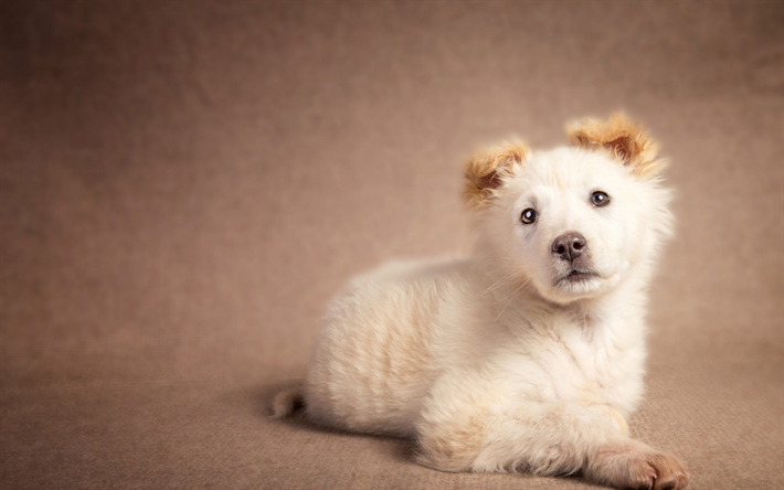 ダウンロード画像 小さなベージュパピー かわいい犬 ペット 子犬 犬 フリー のピクチャを無料デスクトップの壁紙