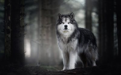 Alaskan Malamute, big fluffy dog, cute animals, dogs, pets, Alaska, USA, winter, snow