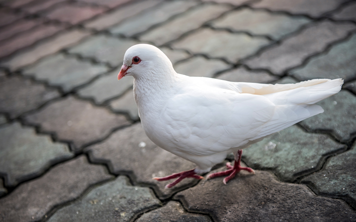4k, white dove, close-up, white bird, doves, Columbidae