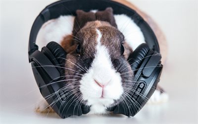 rabbit, pets, cute animals, rabbit in headphone, funny animals