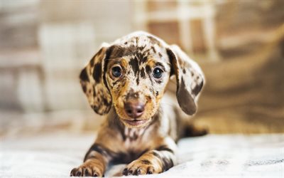 Dachshund, spotted dog, dogs, puppy, colorful dachshund, pets, cute animals, Dachshund Dog