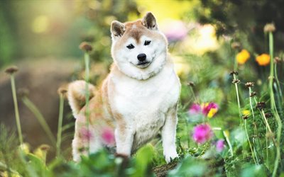Shiba Inu, forest, summer, cute dog, bokeh, pets, dogs, Shiba Inu Dog