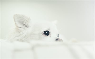 Chihuahua, cane bianco, close-up, cucciolo, chihuahua bianco, carino animali, animali domestici, Cane Chihuahua
