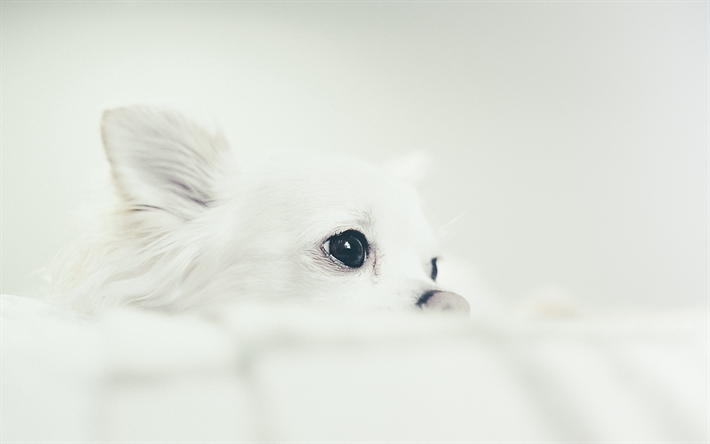 Chihuahua, white dog, close-up, puppy, white chihuahua, cute animals, pets, Chihuahua Dog