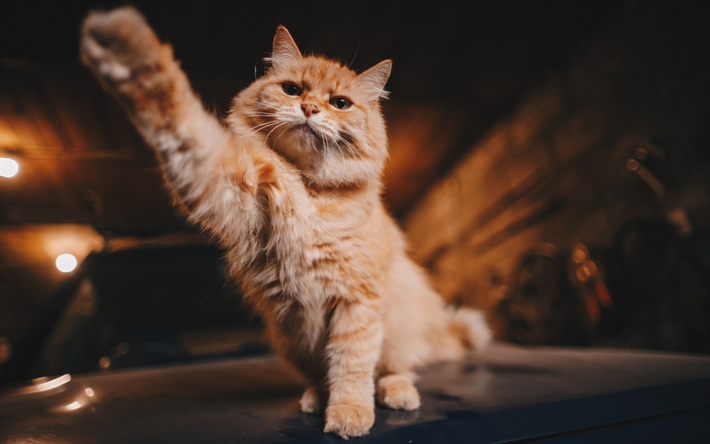 zencefil kedi, t&#252;yl&#252; kedi, İngiliz form kediler, hayvanlar, sevimli hayvanlar