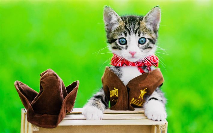 pequeno gatinho, cowboy, olhos azuis, gatos, animais de estima&#231;&#227;o, os gatos dom&#233;sticos, animais fofos, bokeh