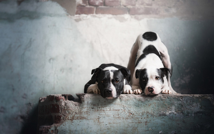 American Pit Bull Terriers, white black dogs, pets, spotted dogs