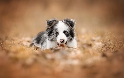 australian shepherd, puppy, autumn, yellow leaves, pets, puppies, dogs, aussies, cute animals, Border Collie