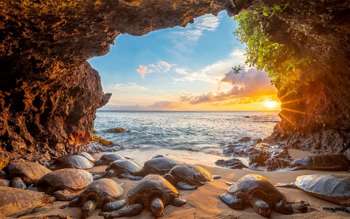 turtles on the shore, evening, sunset, seascape, turtles, arch