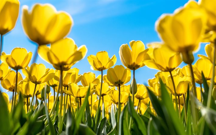 yellow tulips, 4k, blue sky, spring, yellow flowers, tulip field, macro, tulips, bokeh, spring flowers