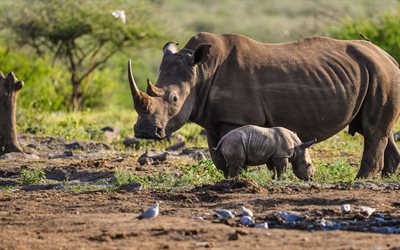 petit rhinoc&#233;ros avec maman, rhinoc&#233;ros, matin, faune, animaux sauvages, petit rhinoc&#233;ros