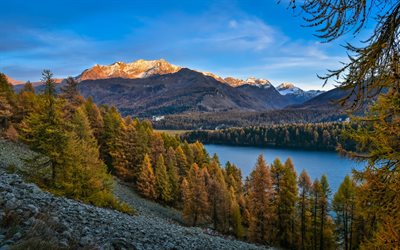 Sj&#246;n Sils, mountain lake, skogen, bergslandskapet, Alperna, Piz Corvatsch, Schweiz