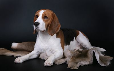 Beagle, domestic dog, British dogs, pets, 4k