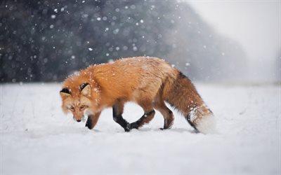 fox, winter, predators, wildlife