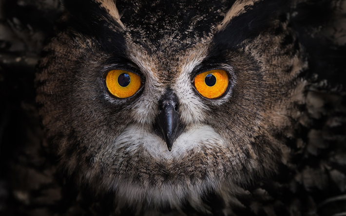 owl, big eyes, forest bird, portrait, birds