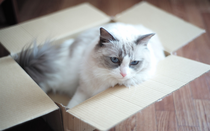 blanco gato gris, una caja de cart&#243;n, simp&#225;ticos animales, mascotas, esponjoso gato