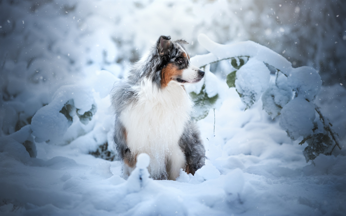 Australian Shepherd Dog, Fluffy Dog, Pets, Forest, Winter, Snow, Aussie, Snowdrifts
