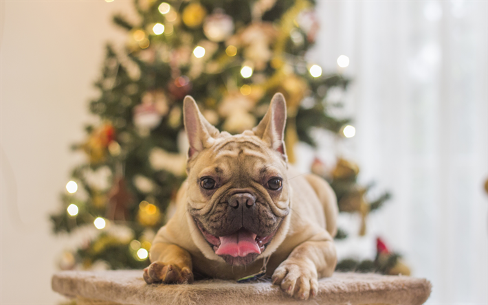 K&#246;pek 2018 2018 2018 4k Noel, Mutlu Yeni Yıl, Fransız bulldog, yıl, yaratıcı, Yeni Yıl, Noel, Noel ağacı