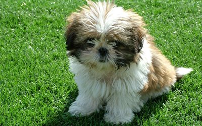 4k, Shih Tzu, lawn, pets, puppy, fluffy dog, cute animals, cute dog, Chrysanthemum Dog