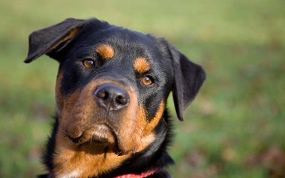 Rottweiler, big dog, 4k, pets, portrait, German dogs